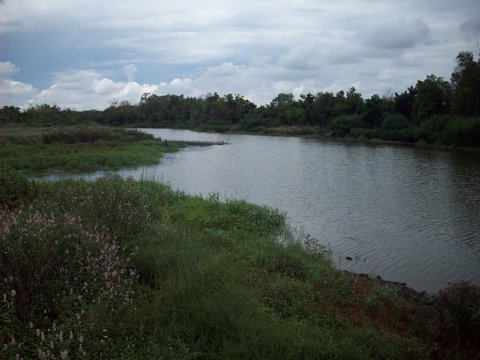 Looking up river from TPWD boat launch on Navidad River