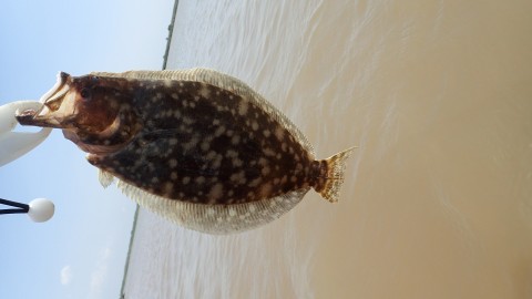 The first flounder.