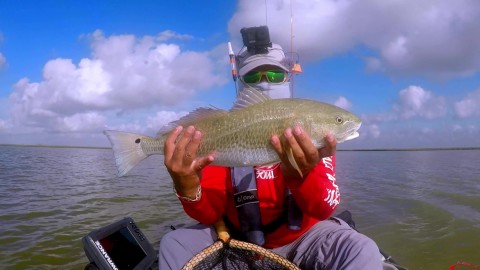 Reds Schooling in The Marsh_Moment3 TKF.jpg