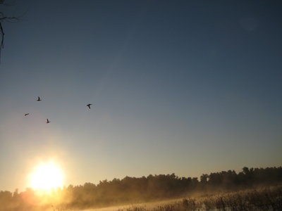 Mallards that woke me up.