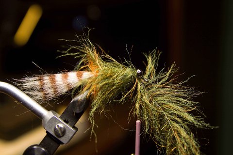 Secure a Enrico Puglisi dubbing brush in front of the orange hackle and wind forward to the eyes. Be careful to sweep the fibers back toward the hook bend so they don't get caught as you wrap