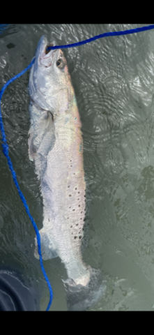Salt Lake trout.PNG