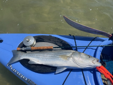 Striped bass landed.jpg